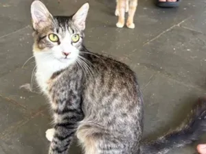Gato raça SRD-ViraLata idade 7 a 11 meses nome Kyle