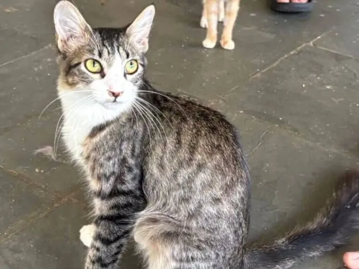 Gato raça SRD-ViraLata idade 7 a 11 meses nome Kyle