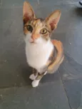 Jolie