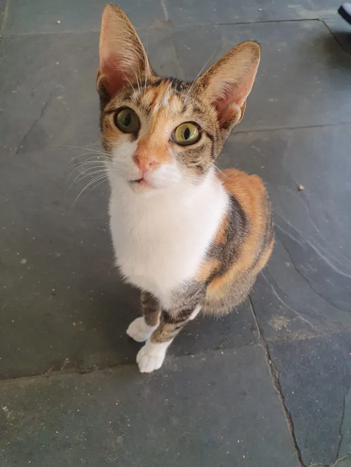 Gato raça SRD-ViraLata idade 7 a 11 meses nome Jolie