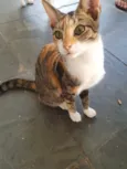 Jolie