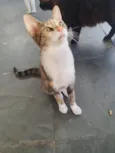 Jolie