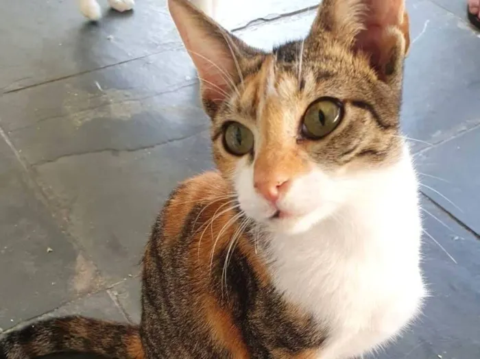 Gato raça SRD-ViraLata idade 7 a 11 meses nome Jolie