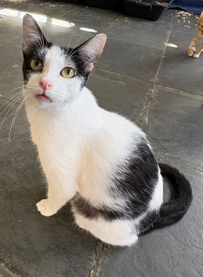 Gato raça SRD-ViraLata idade 7 a 11 meses nome Emily