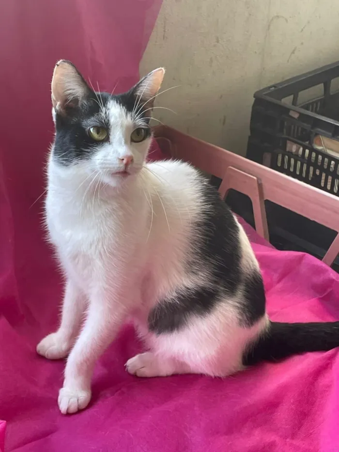 Gato raça SRD-ViraLata idade 7 a 11 meses nome Emily