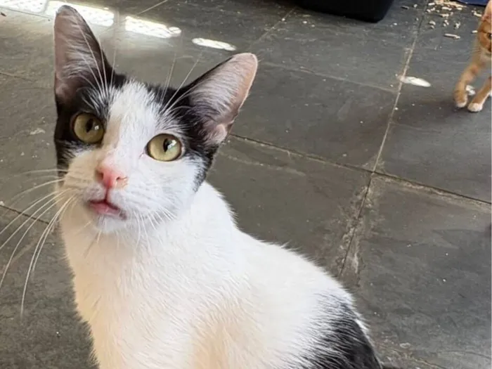 Gato raça SRD-ViraLata idade 7 a 11 meses nome Emily