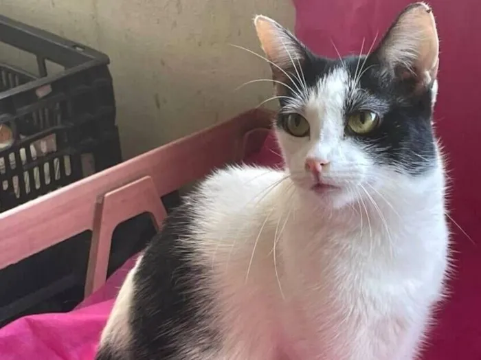 Gato raça SRD-ViraLata idade 7 a 11 meses nome Emily