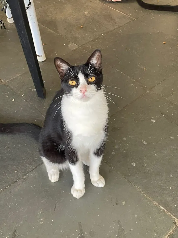 Gato raça SRD-ViraLata idade 7 a 11 meses nome Dollar