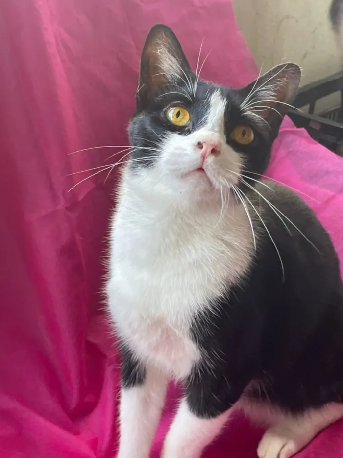Gato raça SRD-ViraLata idade 7 a 11 meses nome Dollar