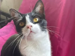 Gato raça SRD-ViraLata idade 7 a 11 meses nome Dollar