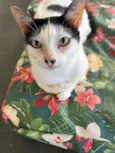 MIMI