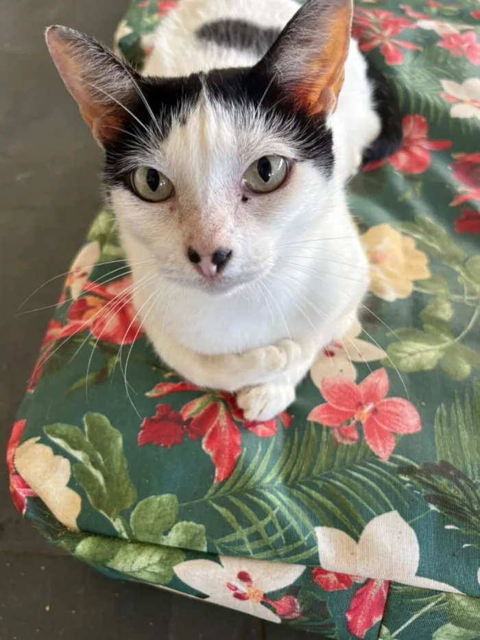 Gato raça SRD-ViraLata idade 3 anos nome MIMI