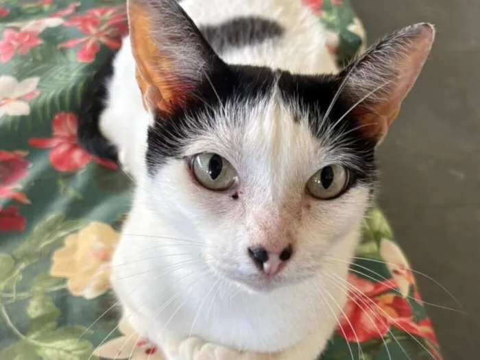 Gato raça SRD-ViraLata idade 3 anos nome MIMI