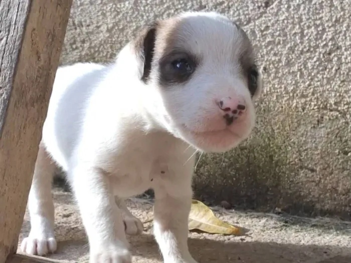 Cachorro raça SRD-ViraLata idade 2 a 6 meses nome sem nome