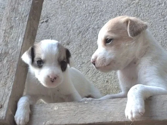 Cachorro raça SRD-ViraLata idade 2 a 6 meses nome sem nome