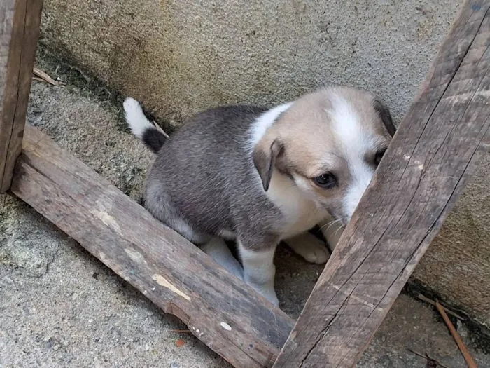 Cachorro raça SRD-ViraLata idade Abaixo de 2 meses nome sem nome