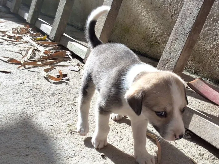 Cachorro raça SRD-ViraLata idade Abaixo de 2 meses nome sem nome