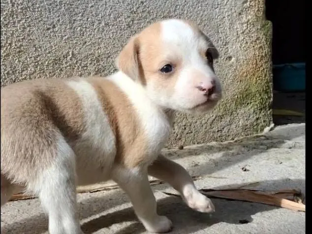 Cachorro raça SRD-ViraLata idade Abaixo de 2 meses nome filhote sem nome