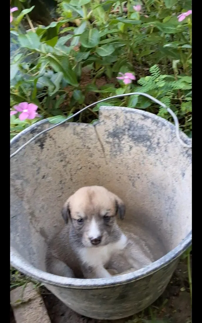 Cachorro raça SRD-ViraLata idade Abaixo de 2 meses nome filhote sem nome