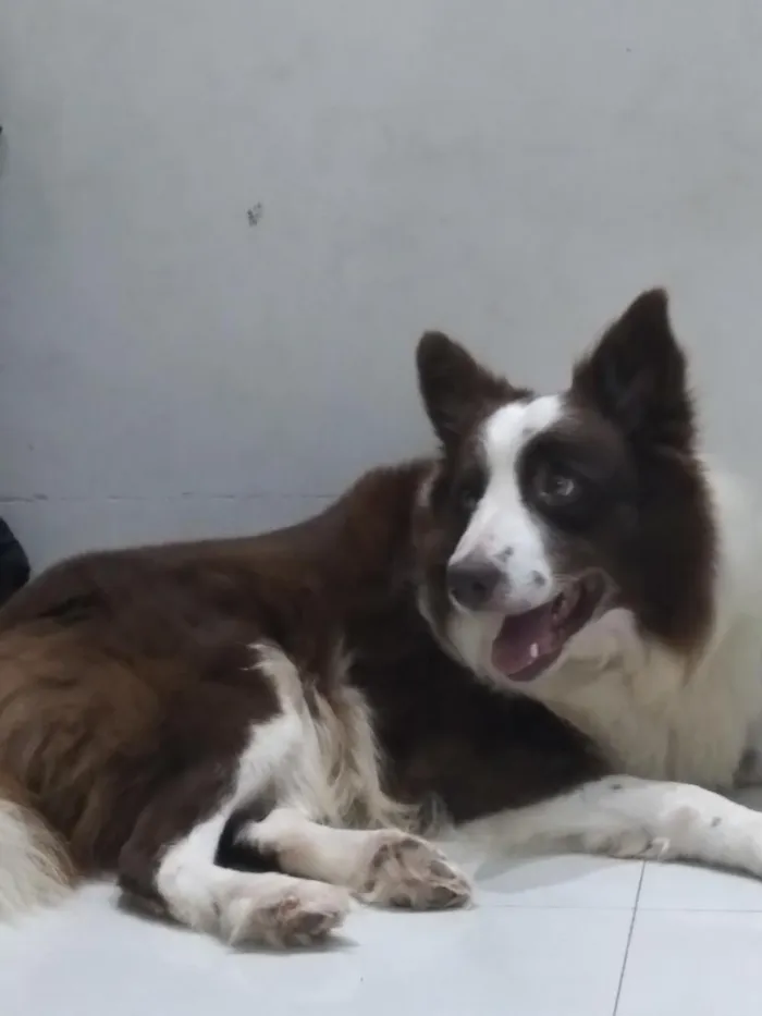 Cachorro raça Border Collie idade 5 anos nome Wolf