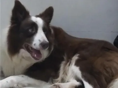 Cachorro raça Border Collie idade 5 anos nome Wolf