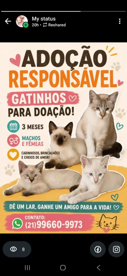 Gato raça SRD-ViraLata idade 2 a 6 meses nome Não tem nomes