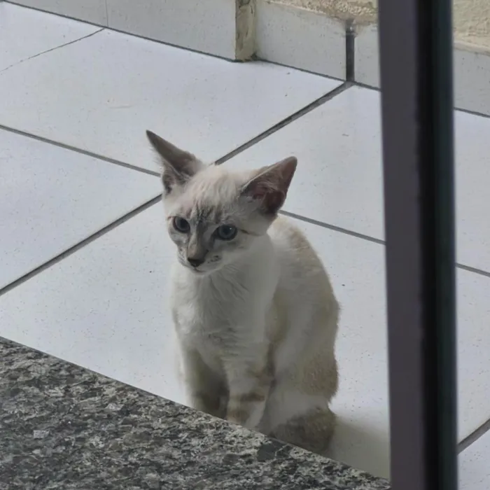 Gato raça SRD-ViraLata idade 2 a 6 meses nome Não tem nomes