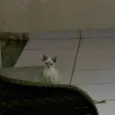 Não tem nomes