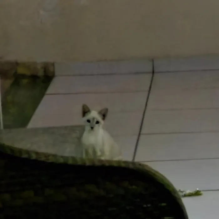 Gato raça SRD-ViraLata idade 2 a 6 meses nome Não tem nomes