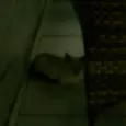 Não tem nomes