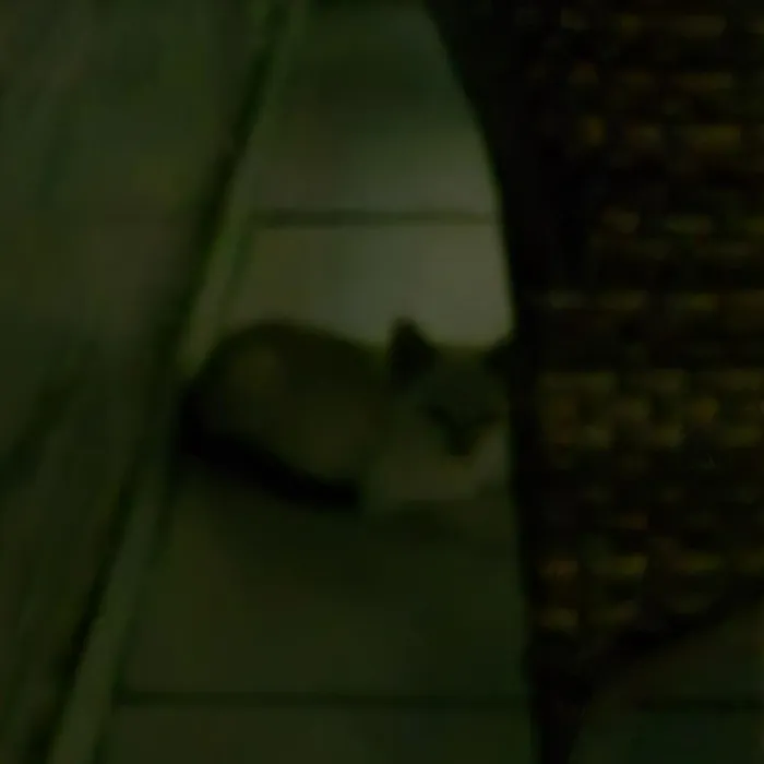 Gato raça SRD-ViraLata idade 2 a 6 meses nome Não tem nomes