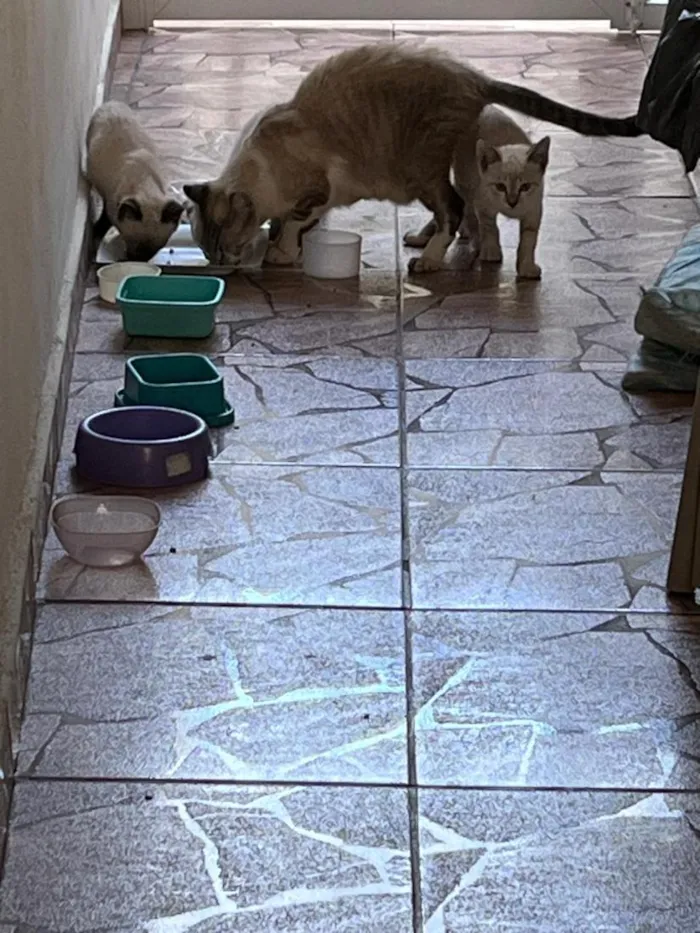 Gato raça SRD-ViraLata idade 2 a 6 meses nome Não tem nomes