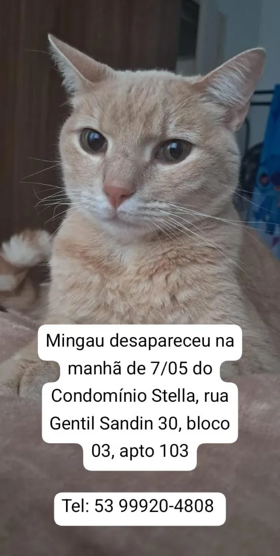 Gato raça SRD-ViraLata idade 2 anos nome Mingau