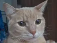 Mingau