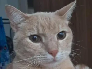 Gato raça SRD-ViraLata idade 2 anos nome Mingau