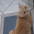 Mingau
