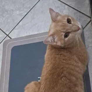 Gato raça SRD-ViraLata idade 2 anos nome Mingau
