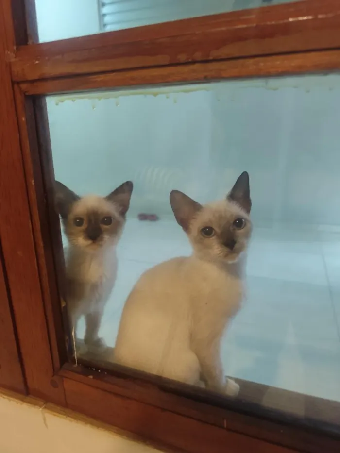 Gato raça SRD-ViraLata idade 2 a 6 meses nome Apollo e Tom