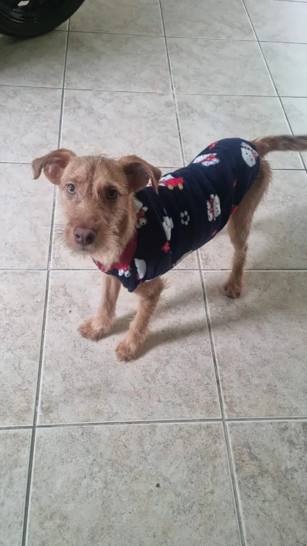 Cachorro raça SRD-ViraLata idade 1 ano nome Fiapo 