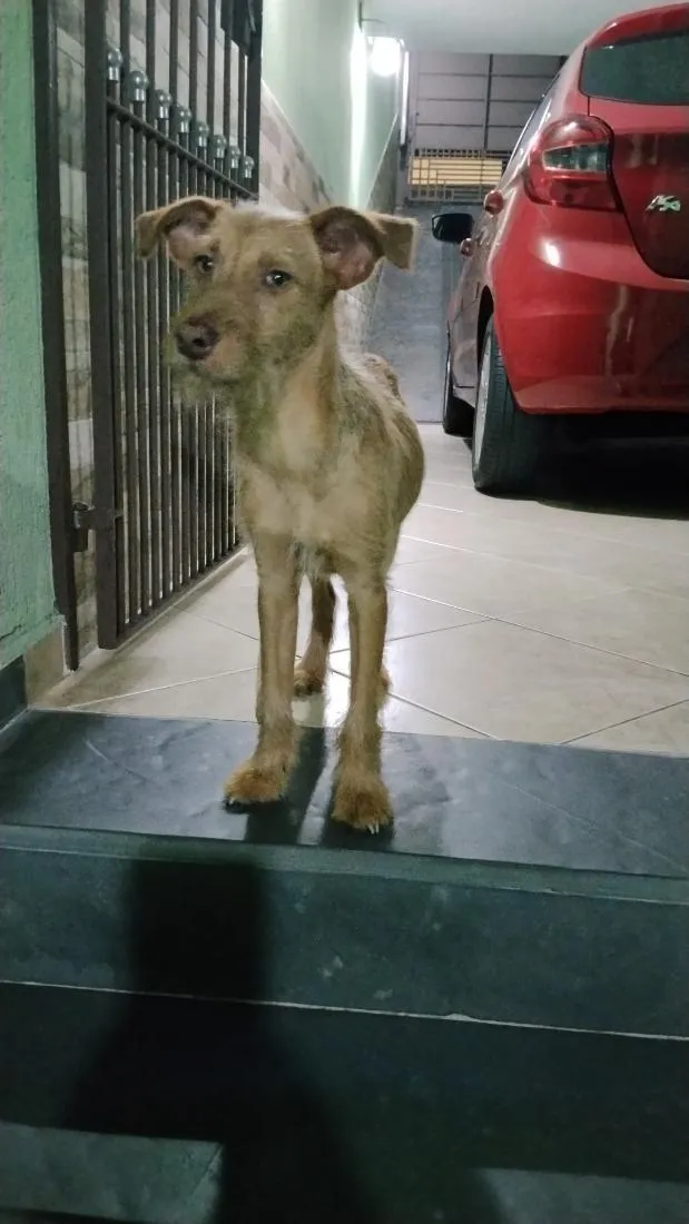 Cachorro raça SRD-ViraLata idade 1 ano nome Fiapo 