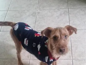 Cachorro raça SRD-ViraLata idade 1 ano nome Fiapo 