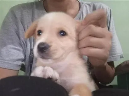 Cachorro raça SRD-ViraLata idade 2 a 6 meses nome Alycya