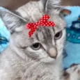 Sabrina 