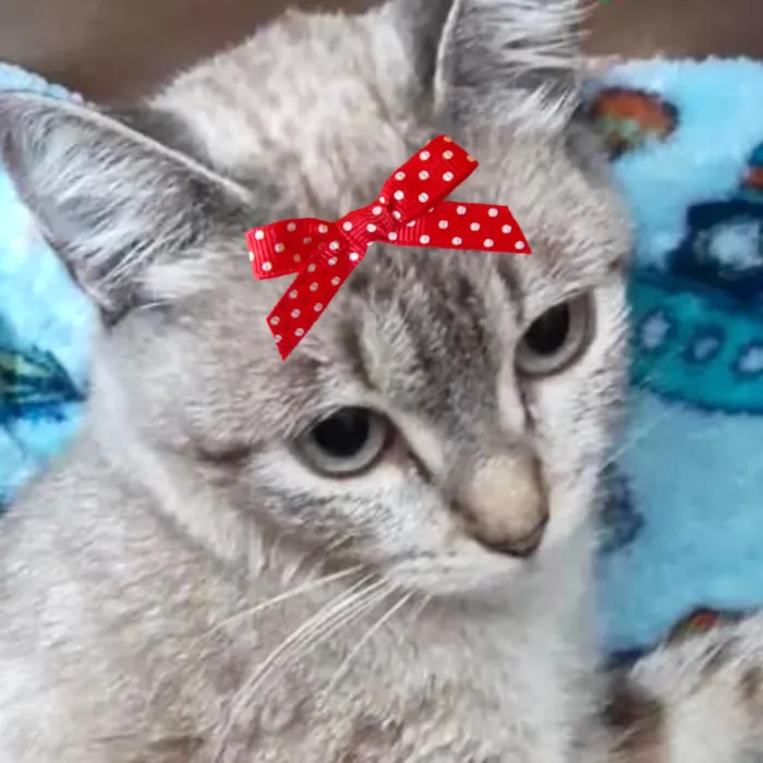 Gato raça SRD-ViraLata idade 7 a 11 meses nome Sabrina 