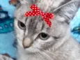 Sabrina 