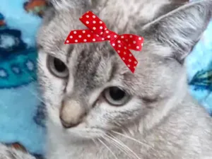 Gato raça SRD-ViraLata idade 7 a 11 meses nome Sabrina 