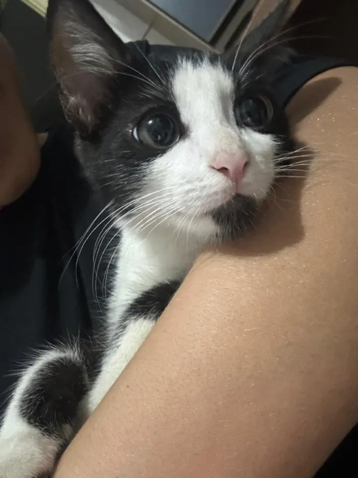 Gato raça SRD-ViraLata idade 2 a 6 meses nome Frajola