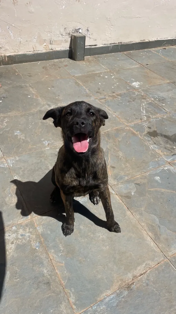 Cachorro raça SRD-ViraLata idade 7 a 11 meses nome Natasha