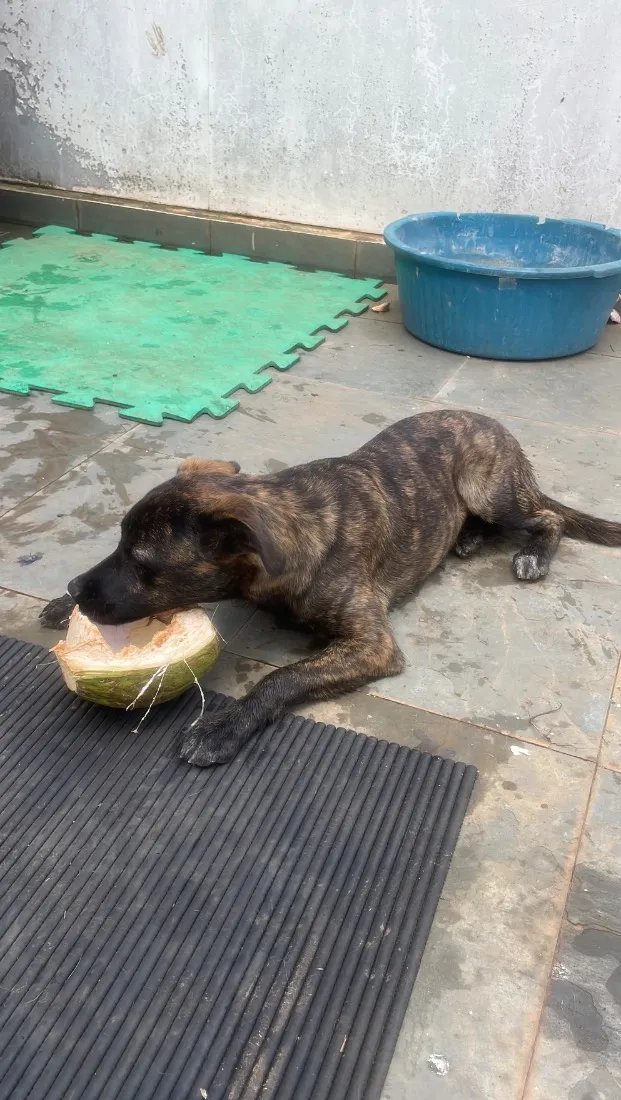 Cachorro raça SRD-ViraLata idade 7 a 11 meses nome Natasha