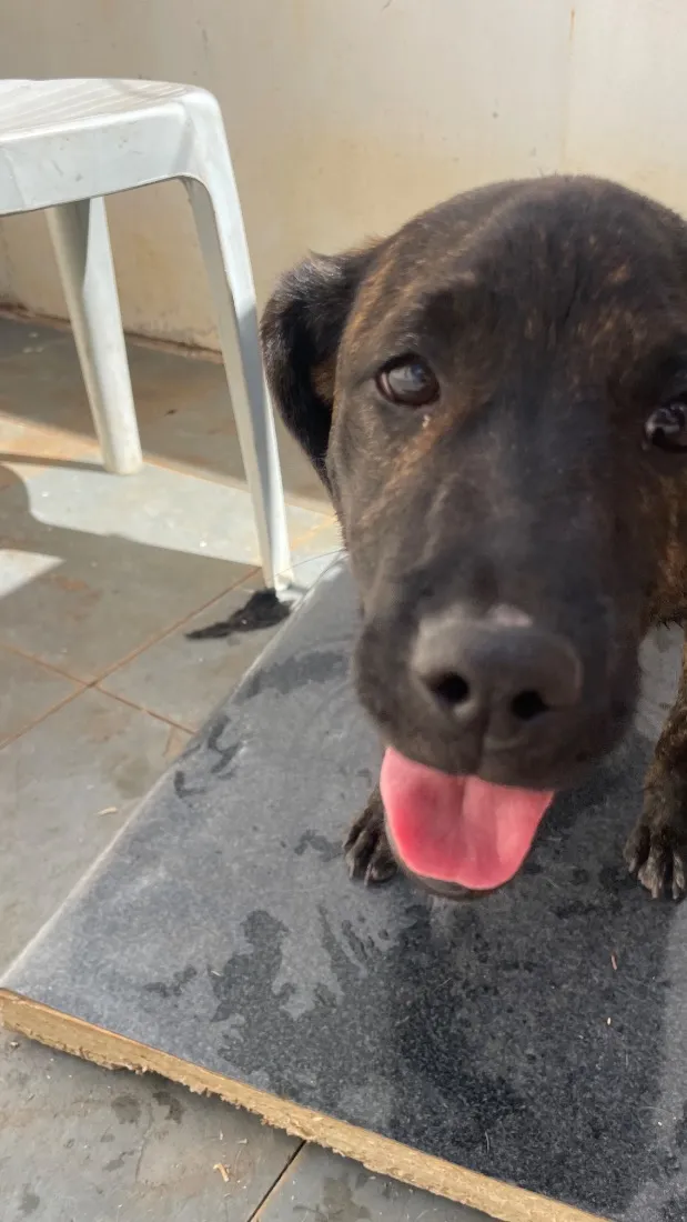 Cachorro raça SRD-ViraLata idade 7 a 11 meses nome Natasha